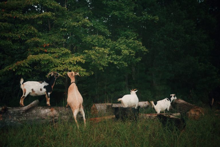 Four goats standing on fallen logs in a grassy area, surrounded by trees.