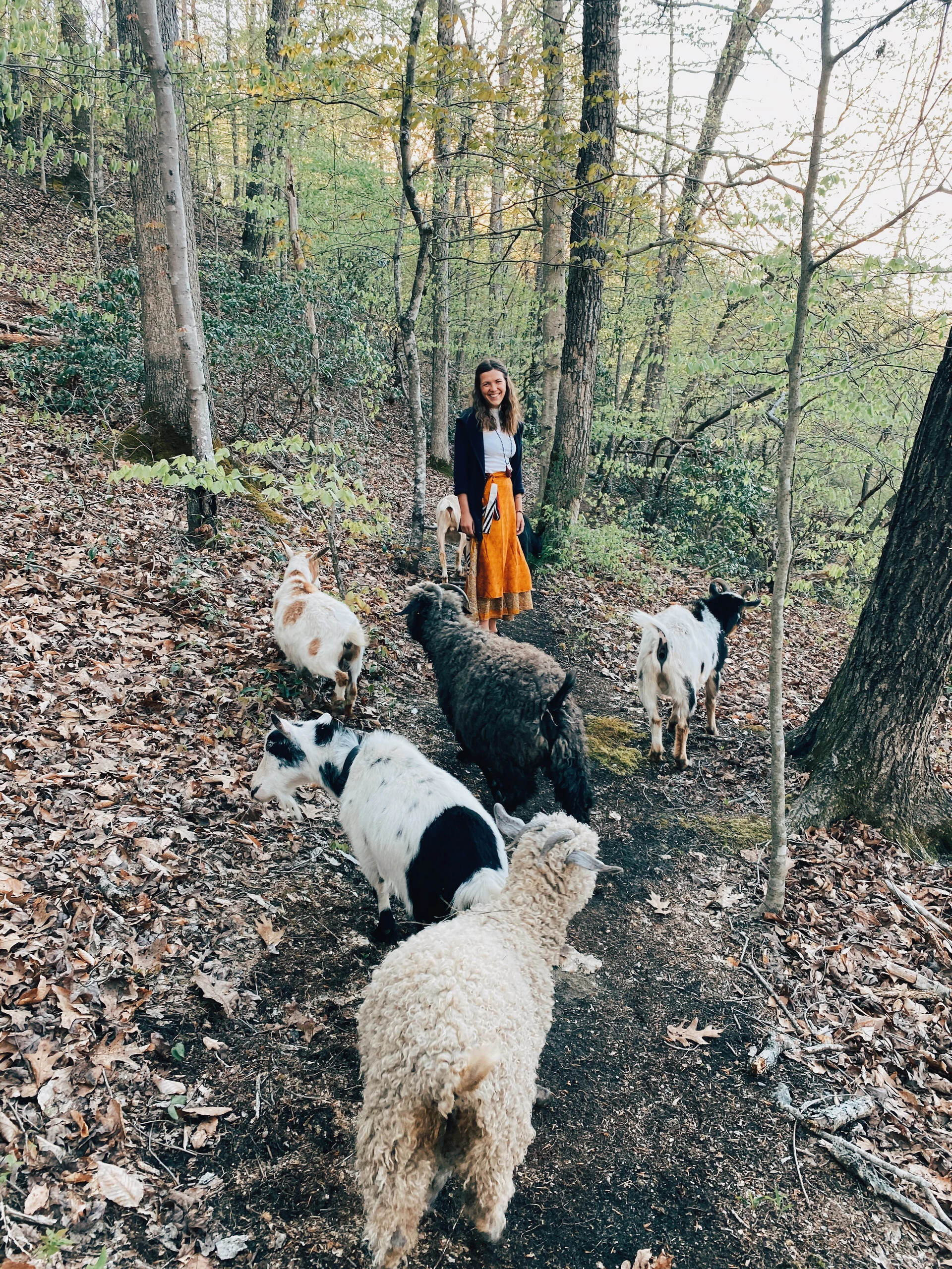 Person walking five dogs on a forest trail with fallen leaves.