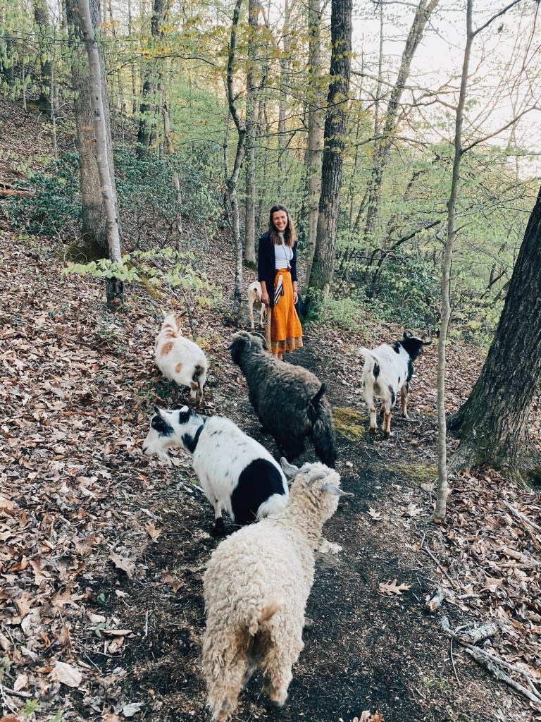 Person walking five dogs on a forest trail with fallen leaves.