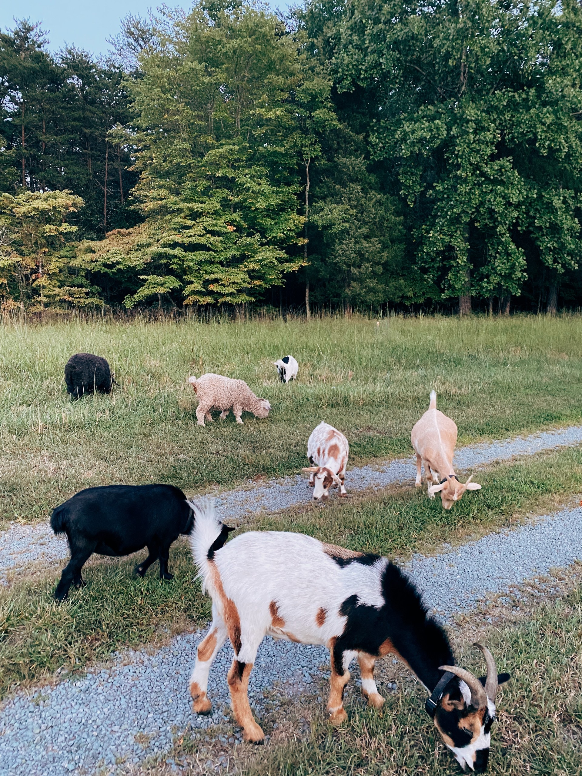 Several goats grazing on grass near a gravel path with trees in the background.