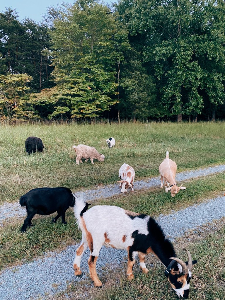 Several goats grazing on grass near a gravel path with trees in the background.