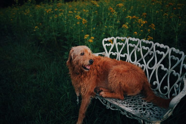 A shaggy dog laying on an ornate bench in a field of yellow flowers.