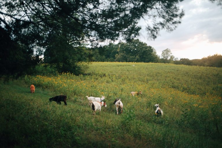 Goats grazing in a grassy field with yellow flowers near trees.