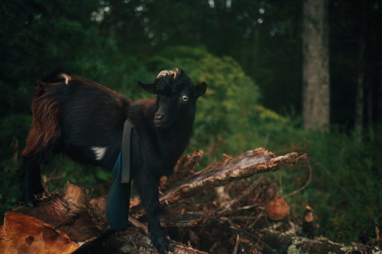 A black goat standing on a log in a forested area.