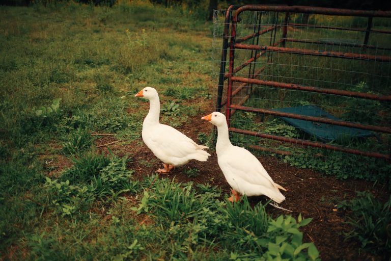 Two white geese walking in a grassy area near a metal fence.