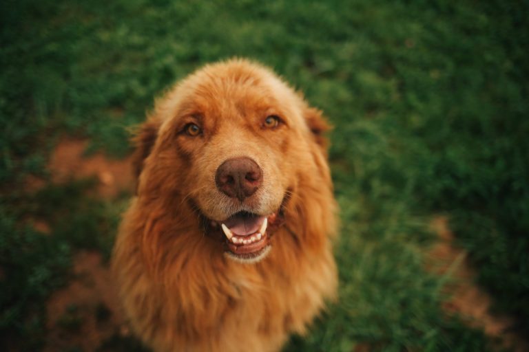 Brown dog sitting on grass, looking up with mouth open.