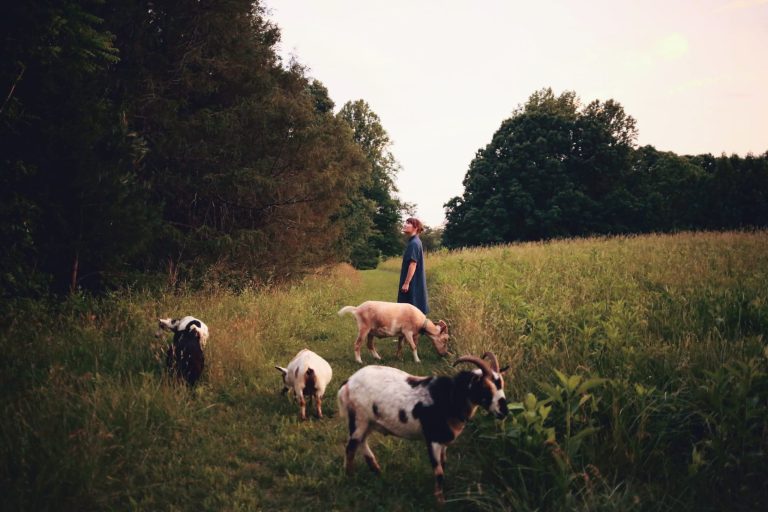Person in field with four goats, surrounded by trees.