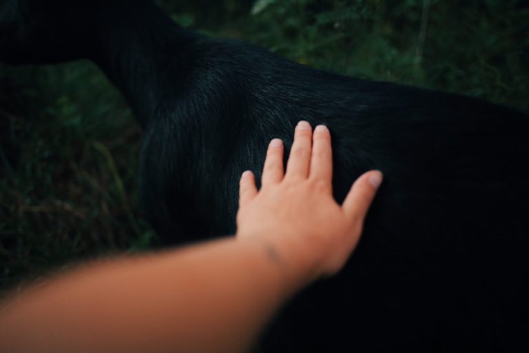 Hand gently touching a dark animal's back in a forested area.