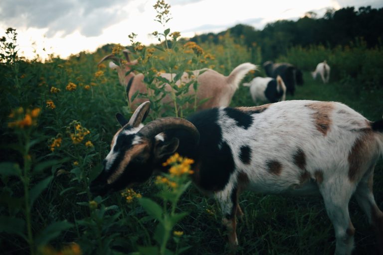Goats grazing among tall yellow flowers in a field with a cloudy sky.