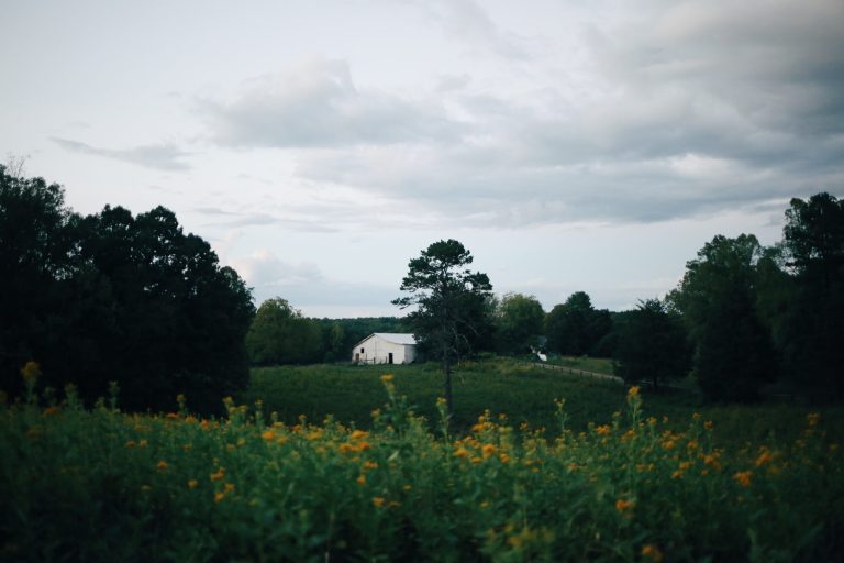 White house in a field with wildflowers and trees under a cloudy sky.