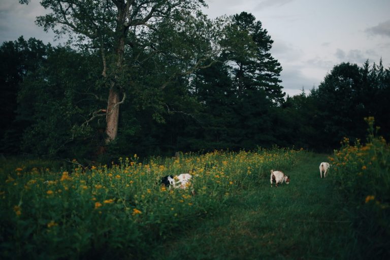 Three cows grazing in a field with yellow flowers near a large tree.