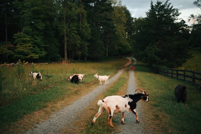 Goats roam a rural dirt path with trees and grass around.