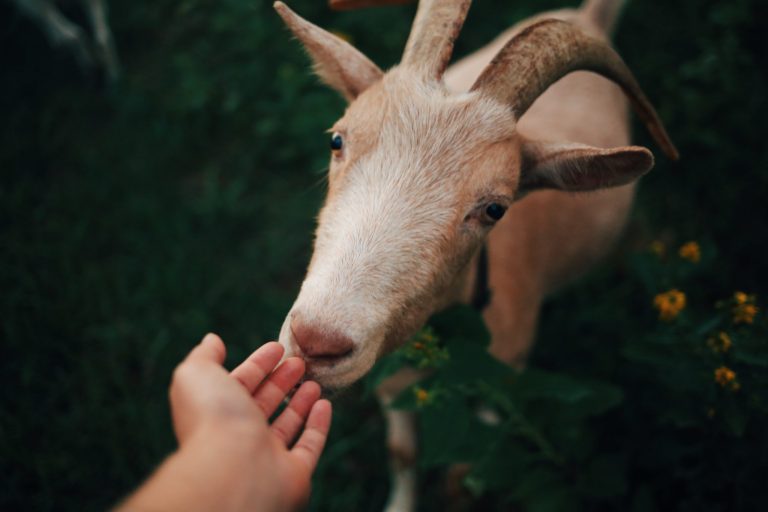 A goat with horns looks at a person's hand in a grassy area.