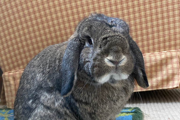 Brown rabbit with floppy ears sitting indoors, plaid fabric in background.
