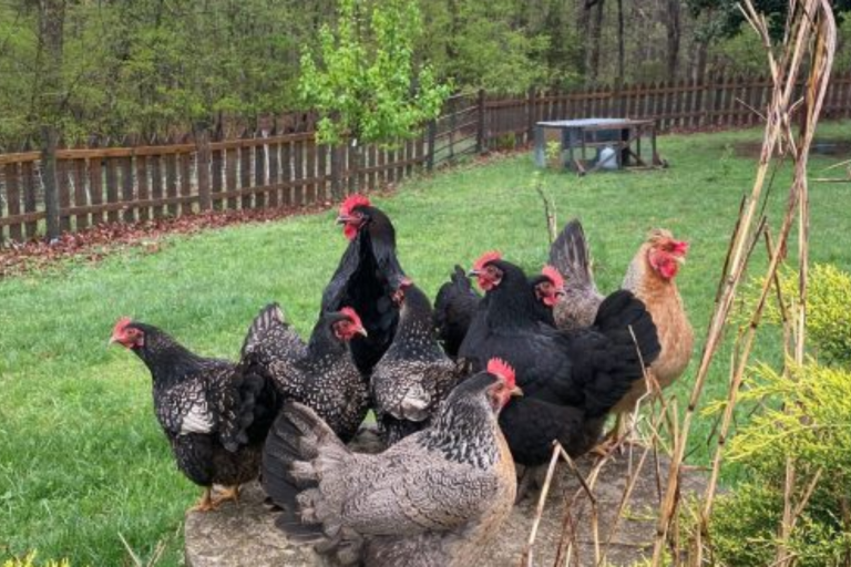 Group of chickens on grass near a wooden fence.