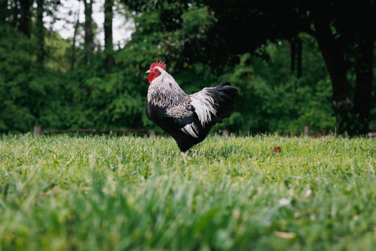 Rooster standing on green grass with trees in the background.